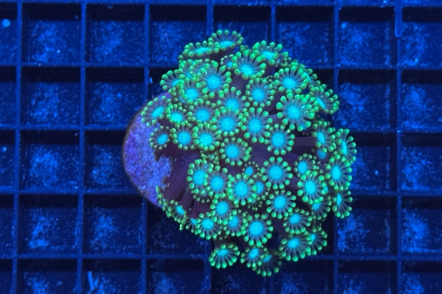 Alveopora - 7096_10