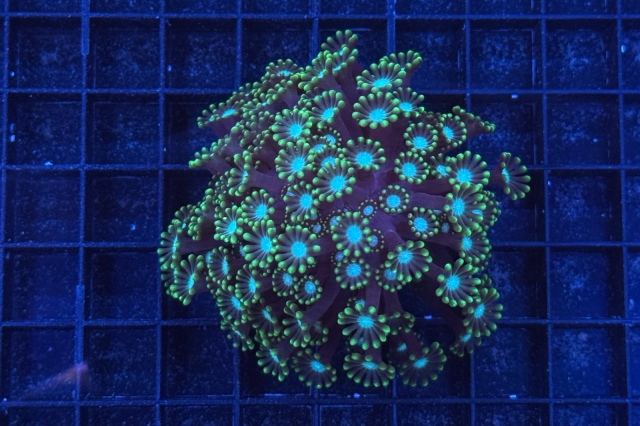 Alveopora 