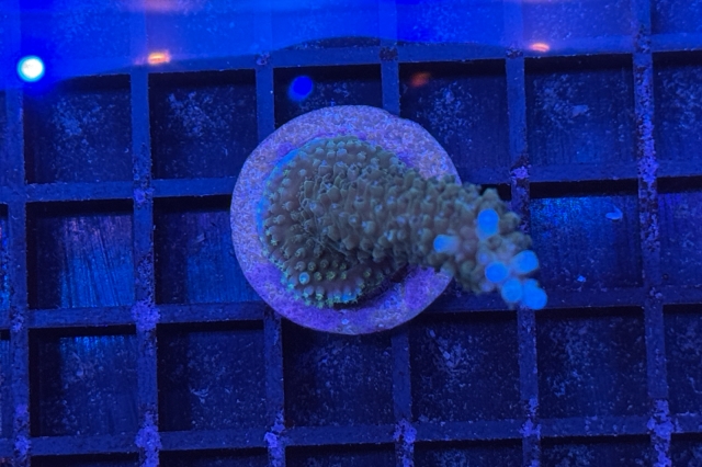 Acropora - 3836_10