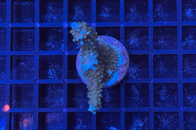 Acropora - 8136_10