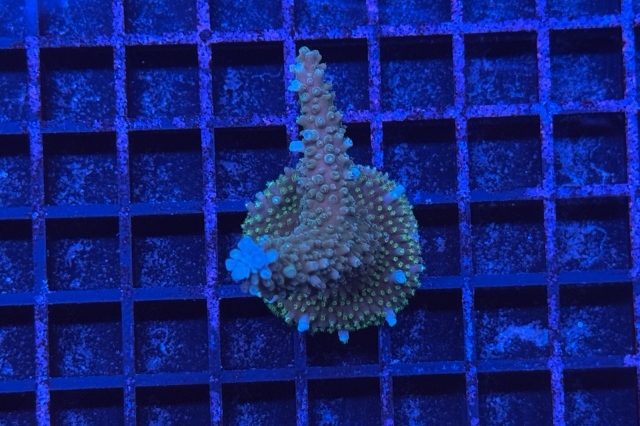 Acropora