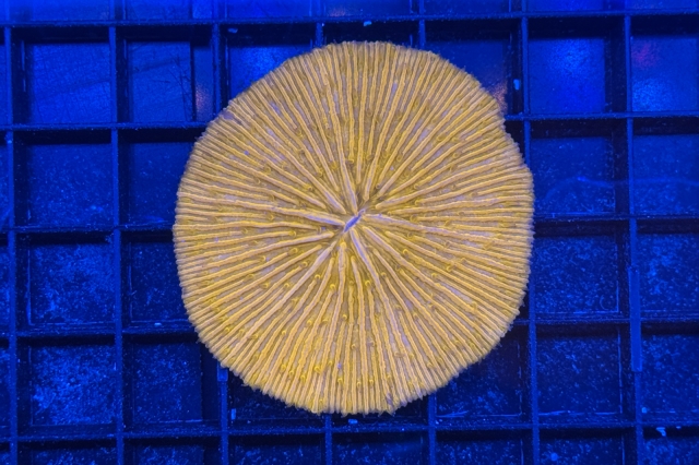 Fungia
