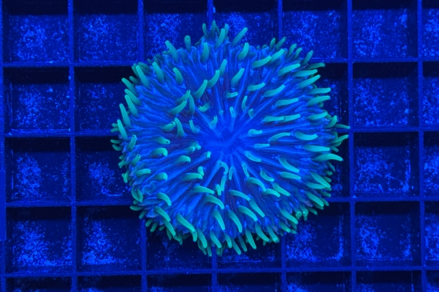 Fungia - 3177_10