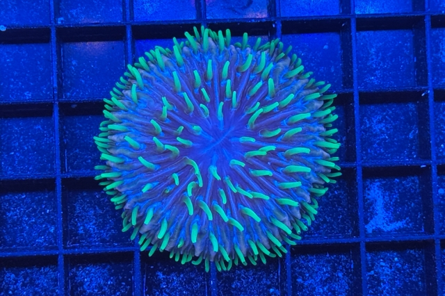 Fungia