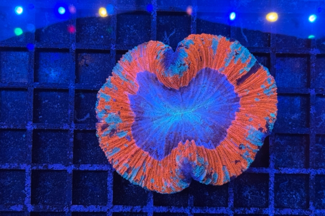 Trachyphyllia geoffroyi