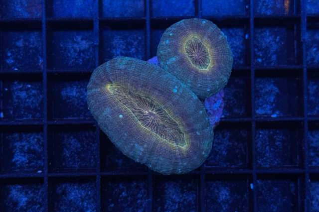 Lobophyllia