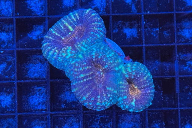 Lobophyllia