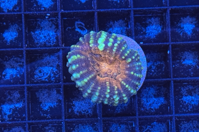 Lobophyllia