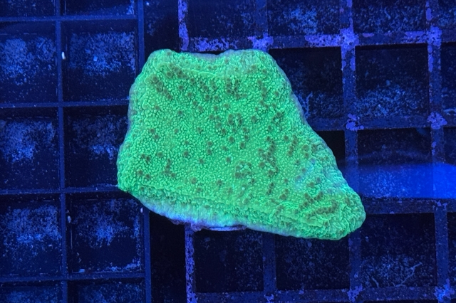 Montipora