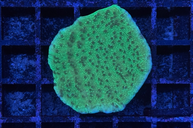 Montipora