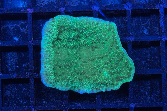 Montipora - 3136_10