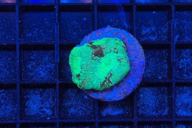 Goniastrea
