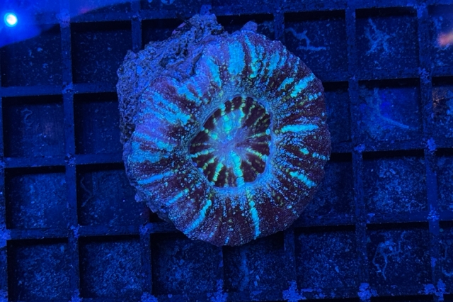 Acanthastrea Maxima