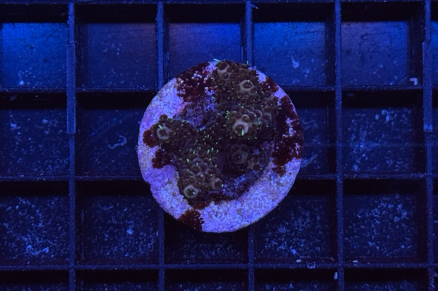 Acropora