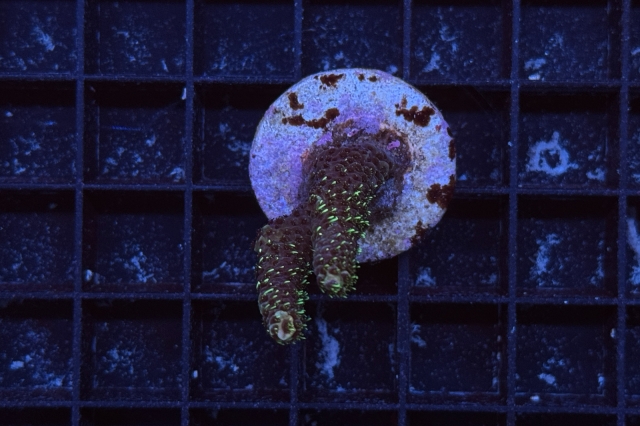 Acropora