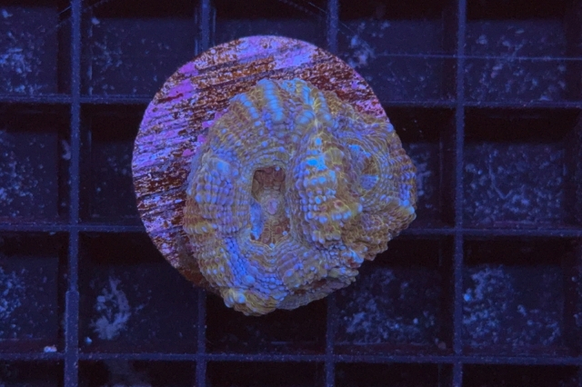Acanthastrea bowerbanki