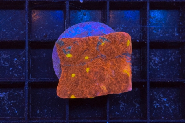Scolymia australis