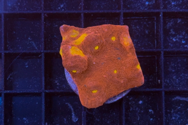 Scolymia australis