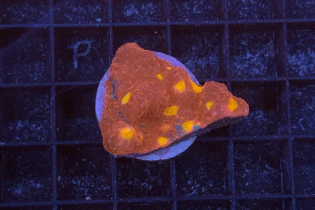Scolymia australis