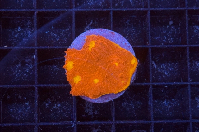 Scolymia australis