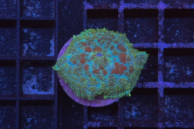 Rhodactis Multicolor