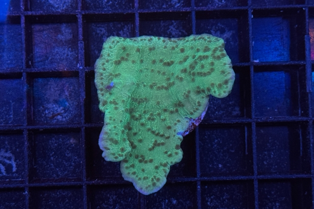 Montipora