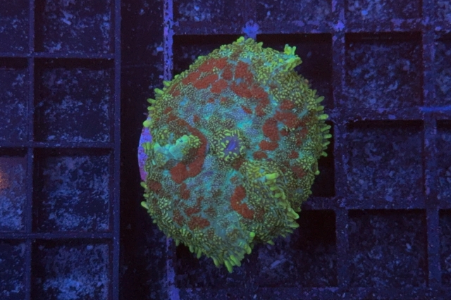 Rhodactis Multicolor