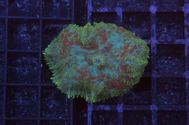 Rhodactis Multicolor