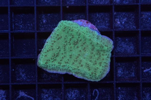 Montipora - 3606_10