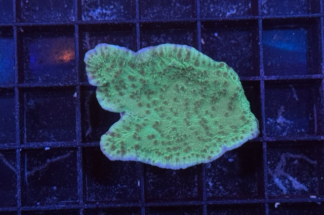 Montipora