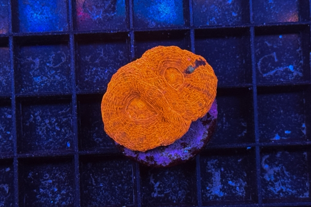 Acanthastrea bowerbanki