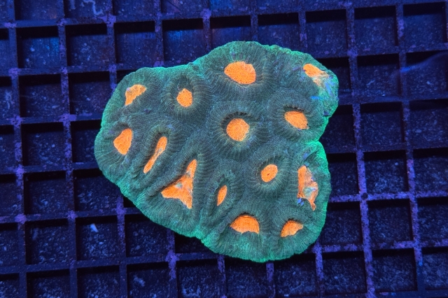 Goniastrea