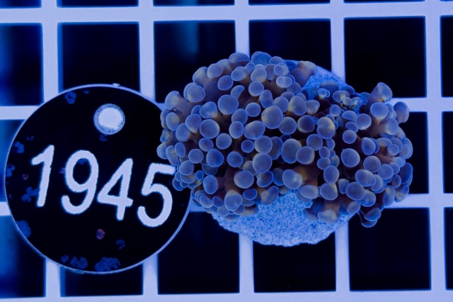 Euphyllia paraancora - 1945_10