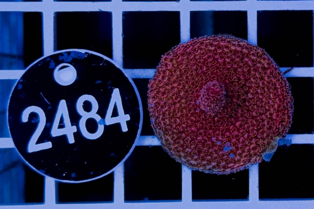 Acropora - 2484_10