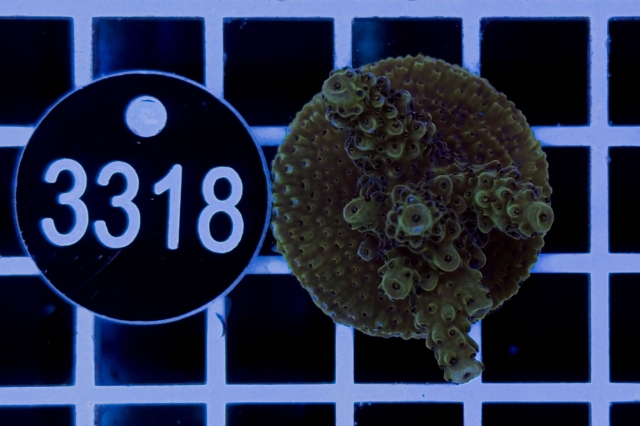 Acropora - 3318_10