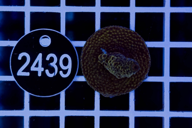 Acropora - 2439_10