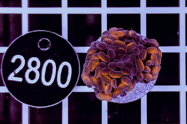 Euphyllia paraancora - 2800_10