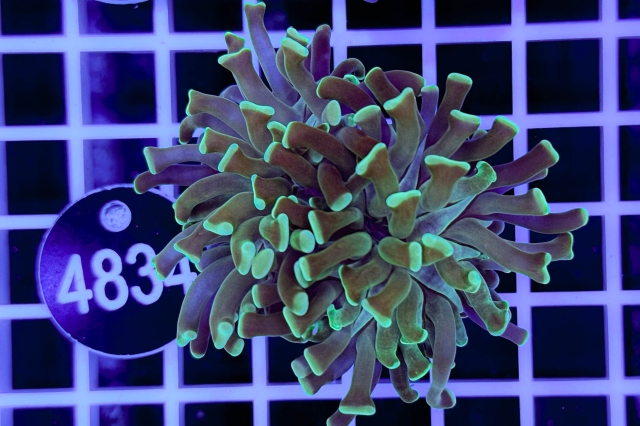 Euphyllia paraancora