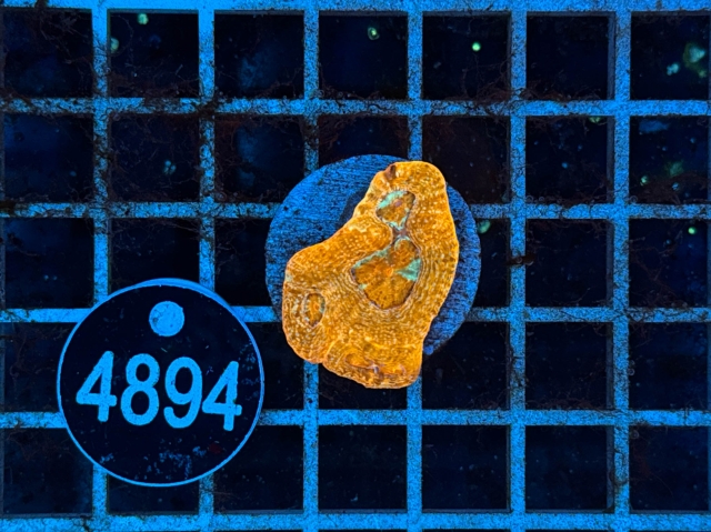 Acanthastrea bowerbanki - 4894_20