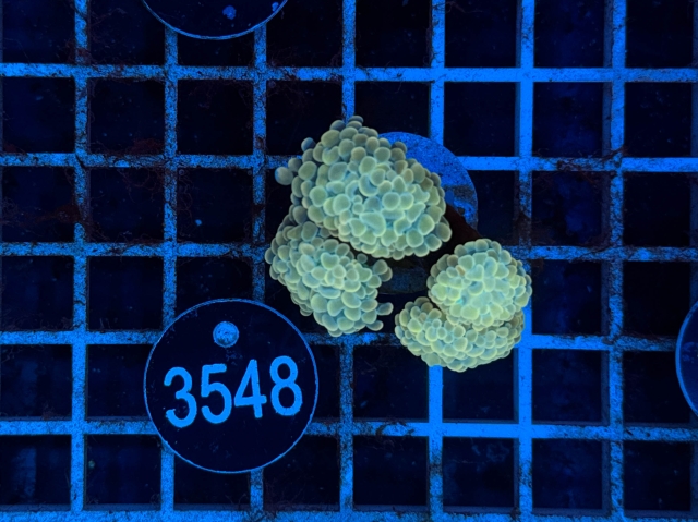 Euphyllia paraancora - 3548_20