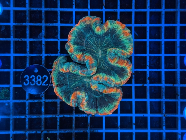 Trachyphyllia geoffroyi - 3382_20