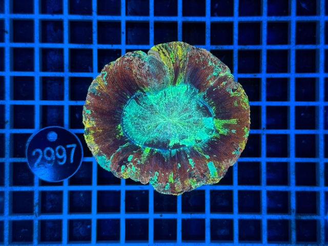 Trachyphyllia geoffroyi - 2997_20