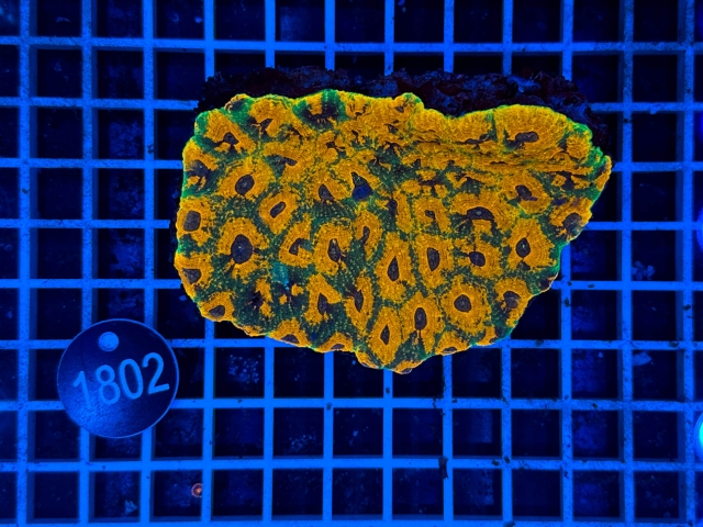 Acanthastrea echinata