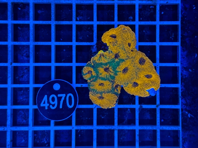 Acanthastrea echinata - 4970_20