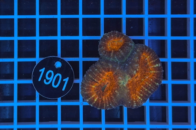 Lobophyllia