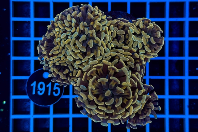 Euphyllia paraancora - 1915_20