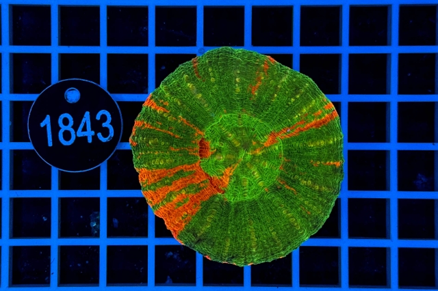 Scolymia australis - 1843_20