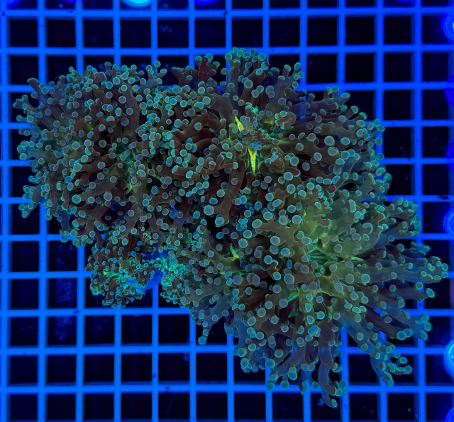 Euphyllia paradivisa - 2452_20