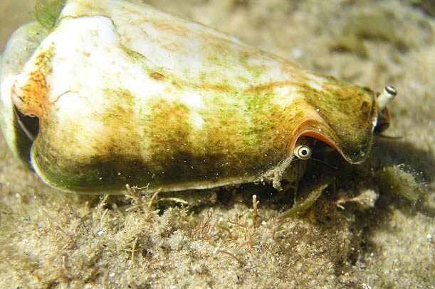 Strombus Luhuanus