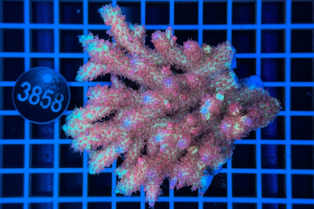 Acropora  Australien - 3858_12